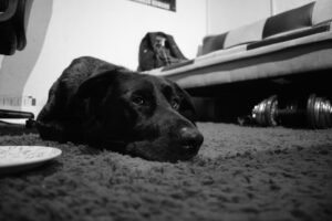 dog, living room, animal, canine, nature, mammal, pet, black and white
